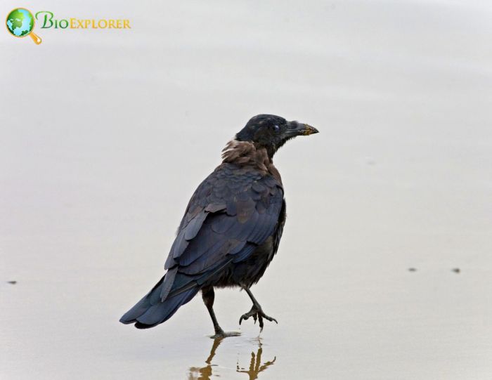 where is the northwestern crow?