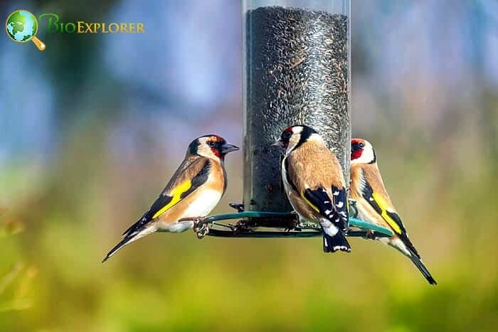 Which Particular Food Do Goldfinches Love Which Particular Food Do Goldfinches Love