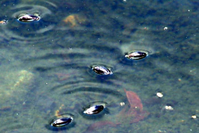 Whirligig Beetles Feed on Animals Whirligig Beetles Feed on Animals