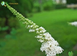 White Buddleia Flowers