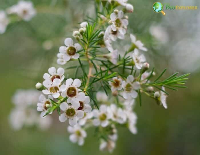 White Chamelaucium Flowers