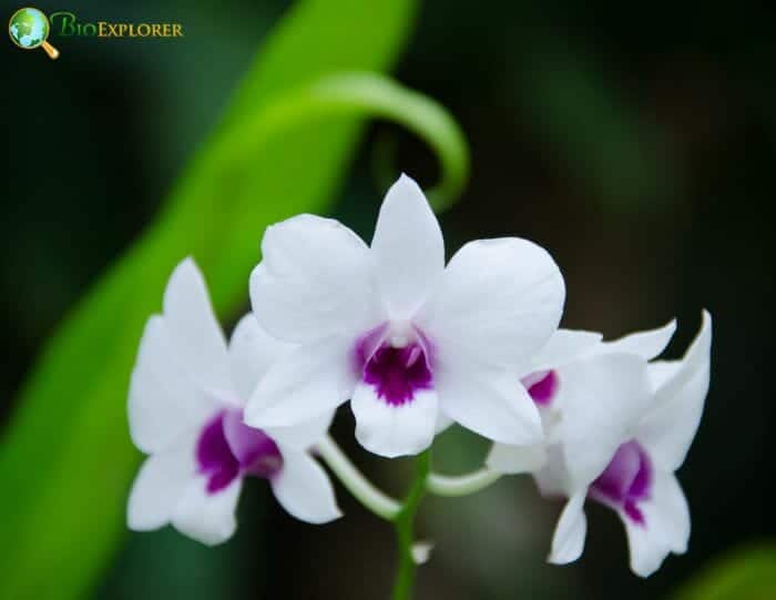 White Dendrobium Orchid Flowers