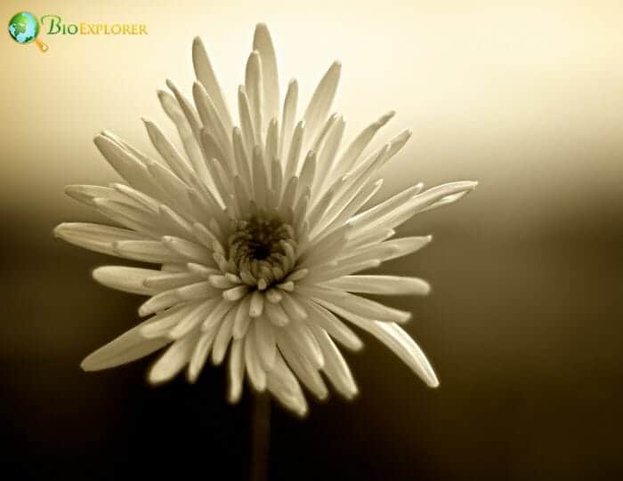 White Fuji Mums Flower