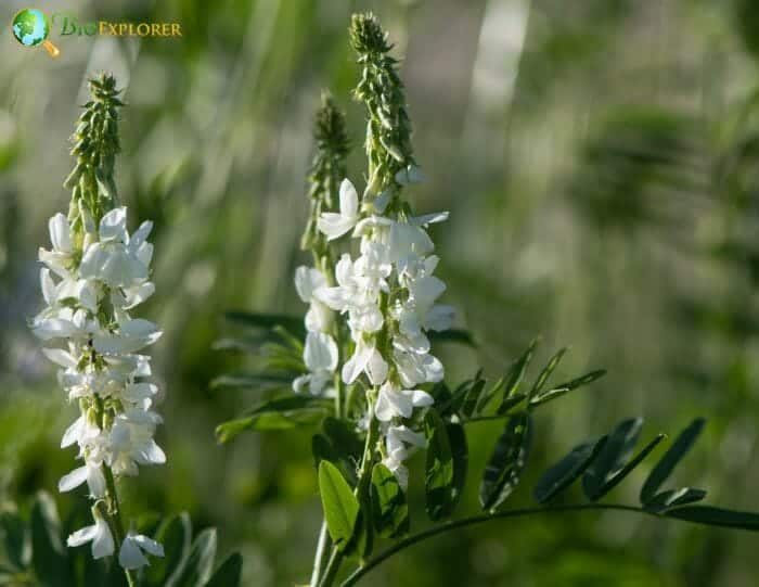 White Goat's Rue Flowers