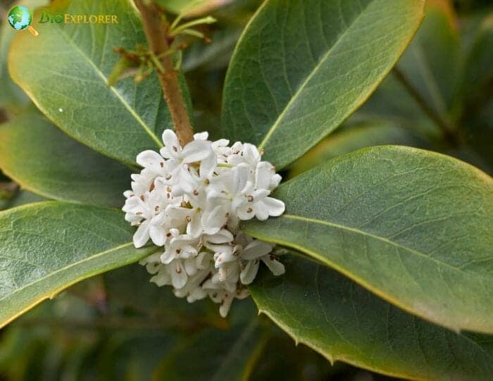 Holly Flower Ilex aquifolium Christmas Holly BioExplorer