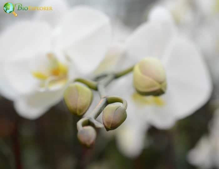 White Japheth Orchid Flowers