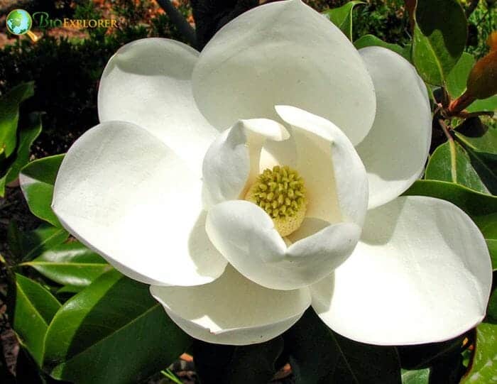 White Magnolia Flower