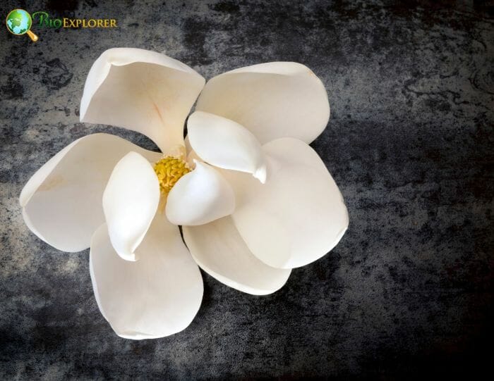 White Magnolia