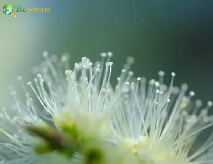 White Melaleuca Flowers