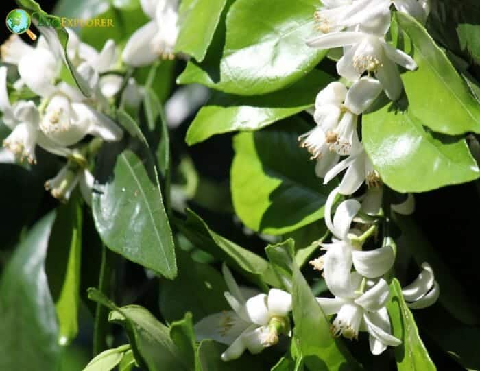 White Orange Blossom