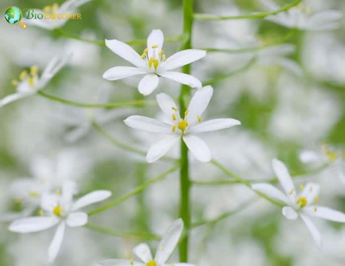 White Ornithogalum Flowering Plants