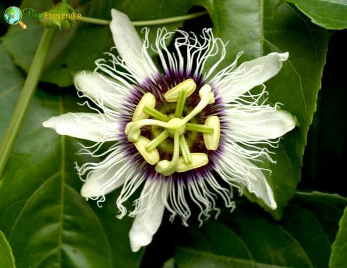 White Passionflower