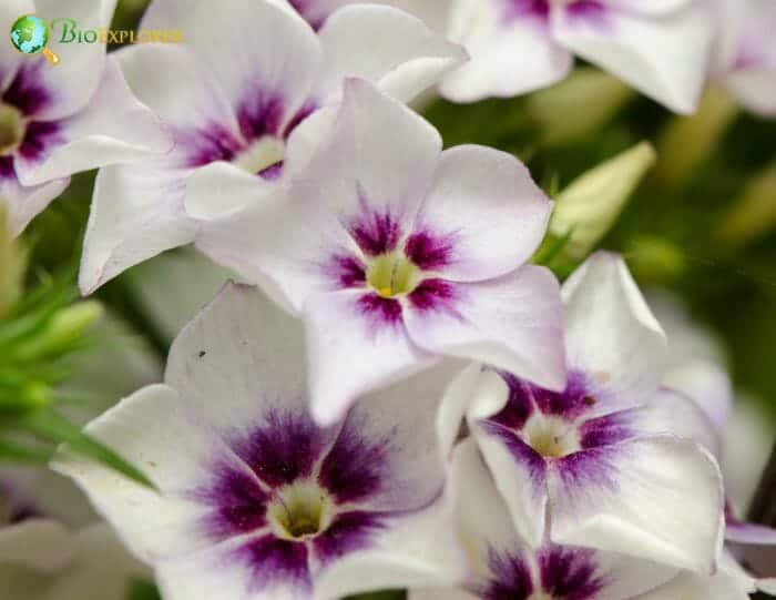 White Phlox Flowers