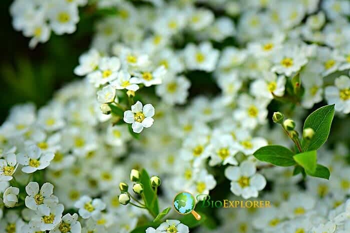 White Alyssum