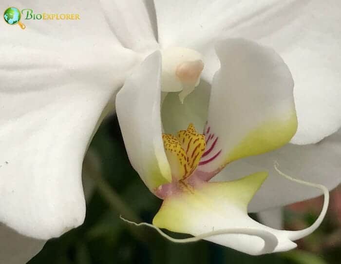 White Dragon's Tongue Flower