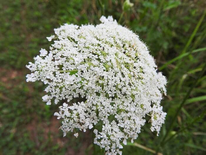 White Elderflowers