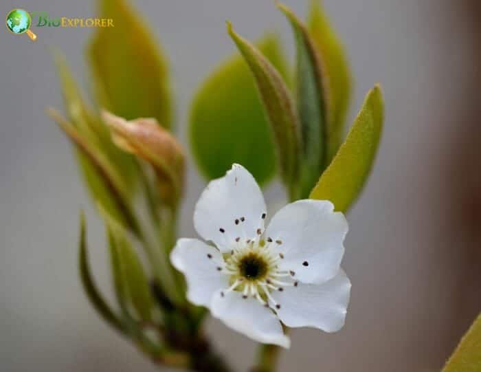 White Pear Flower White Pear Flower