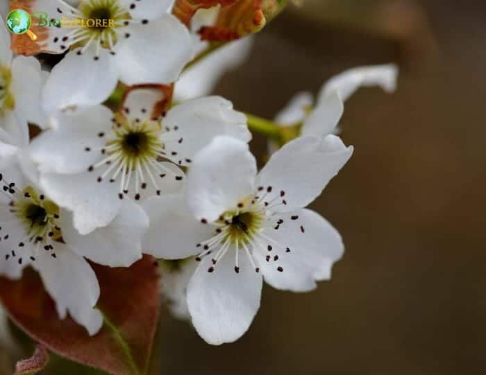 White Pear Flowers White Pear Flowers