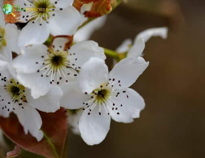 White Pear Flowers