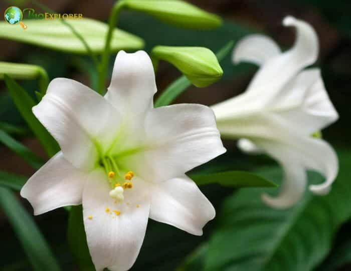 White Tinsel Lilies White Tinsel Lilies