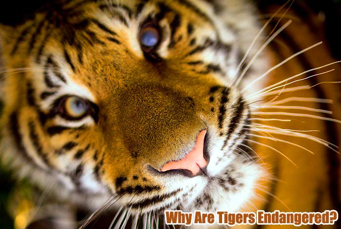 Lesser Known 5 Types of Bengal Tigers Found in India