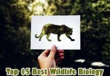 Wildlife Biology Degree Programs