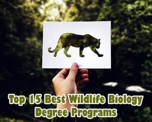 Top 15 Wildlife Biology Degree Programs In The USA | Biology Explorer