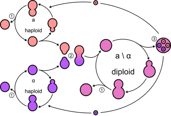 Yeast Life cycle Yeast Life cycle