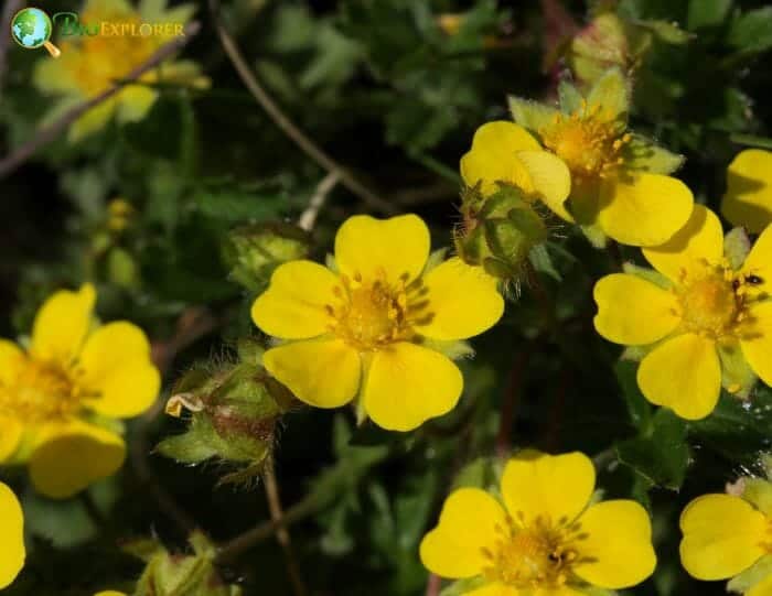 Yellow Cinquefoil Flowers