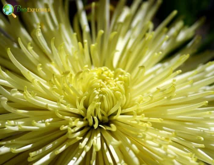 Yellow Fuji Mums Flower