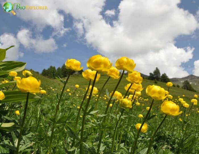 Yellow Globeflowers