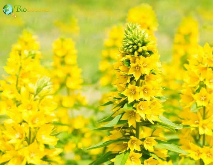 Yellow Loosestrife Flowers