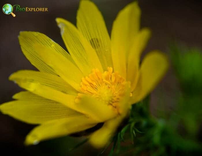 Yellow Pheasant's Eye Flower