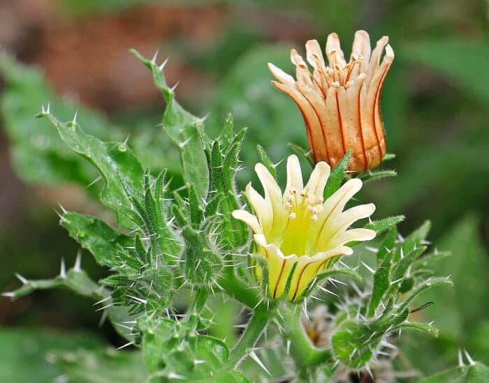 Yellow Cactus Flowers