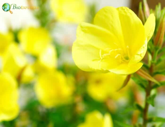 Yellow Evening Primroses Yellow Evening Primroses