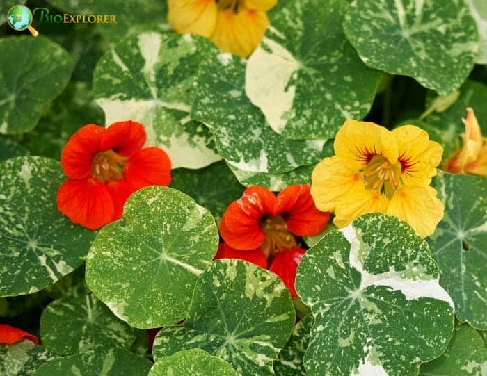 Yellow Indian Cress Flowers