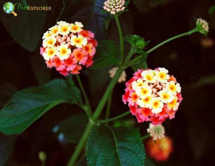 Yellow Lantana Flowers