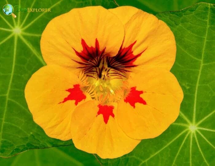 Yellow Nasturtiums Flower Yellow Nasturtiums Flower
