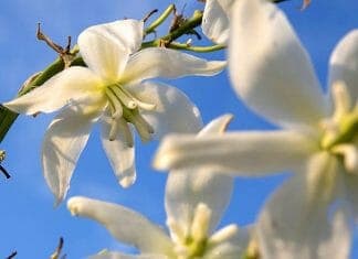 Yucca (Spanish Bayonet)