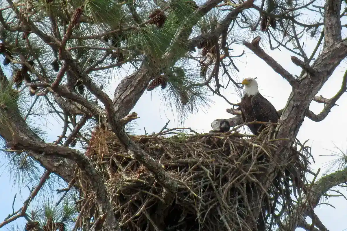 Bald Eagle at the Nest Adult bald eagle perched on the edge of a large stick nest with a nestling, at Merritt Island National Wildlife Refuge