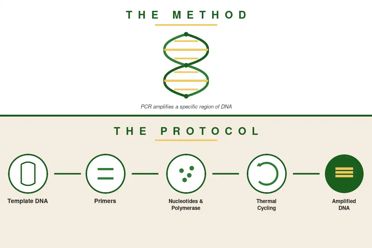 Diagram comparing a biology method (DNA replication) to its written protocol, shown as a 5-step PCR workflow: template DNA, primers, nucleotides and polymerase, thermal cycling, amplified DNA