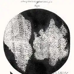 Cork cells drawn by Robert Hooke in Micrographia.