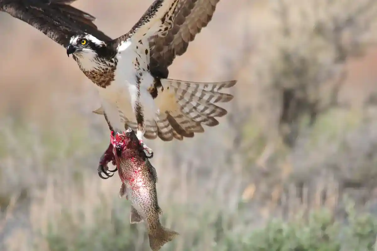 Osprey Carrying a Fish Osprey in flight with wings spread carrying a rainbow trout in its talons