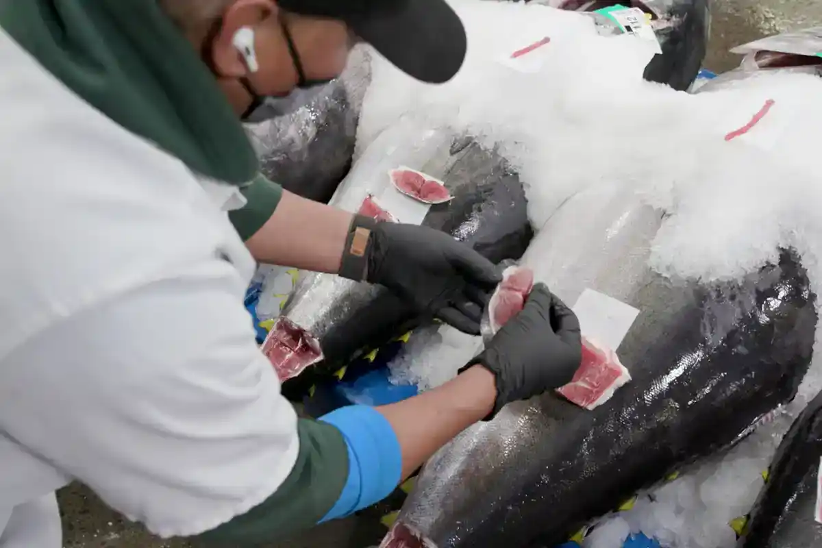 Tuna at the Honolulu Fish Auction A buyer in mask and gloves inspecting a cut loin sample from whole tuna laid out on ice at the Honolulu Fish Auction