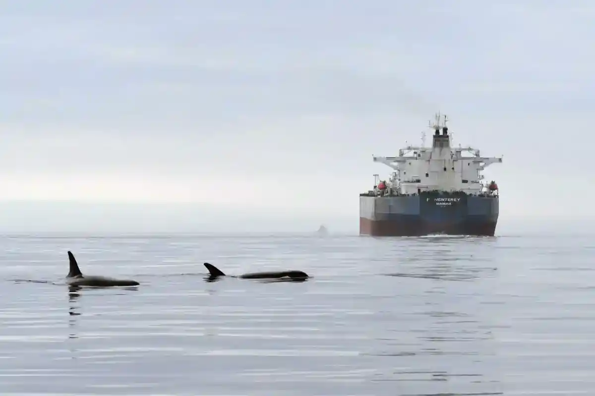 Southern Resident Killer Whales Two Southern Resident killer whales surfacing in calm grey water with a cargo ship in the shipping lane behind them