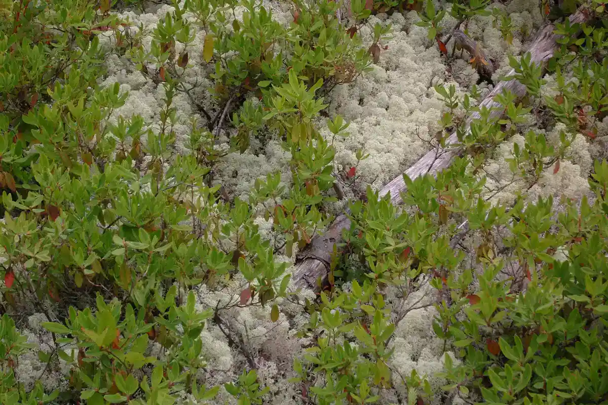 Cladonia Lichen on the Tundra Close-up of pale grey Cladonia lichen cushions growing among low green blueberry plants