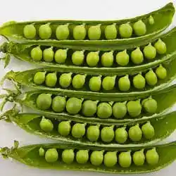 Pisum sativum, the garden pea Mendel used.