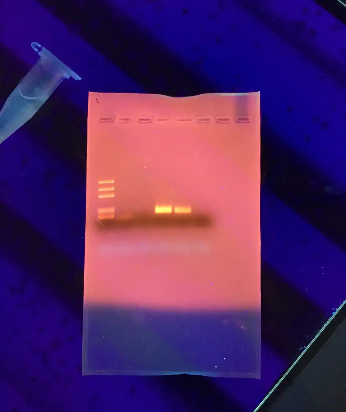 Agarose gel electrophoresis showing DNA fragments separated into bands by size under UV light, used to check PCR products and confirm fragment length