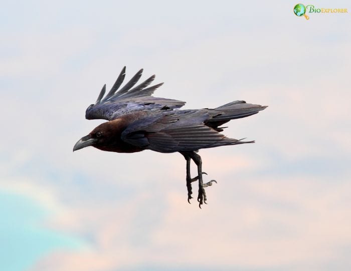 Brown-necked Raven Characteristics Brown-necked Raven Characteristics