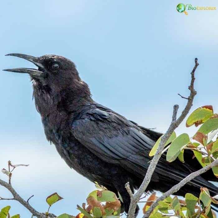 Cape Crow Characteristics Cape Crow Characteristics